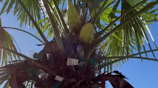 Palm Update:  Spring 2024