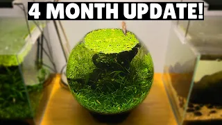 Jungle Style Planted Fish Bowl - 4 Month Update!