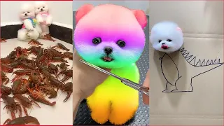 Tik Tok Chó Phốc Sóc Mini 😍 Funny and Cute Pomeranian #66