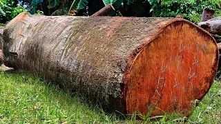 Sawing giant 100-year-old durian tree trunk