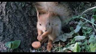 Неделю назад этот бельчонок погибал от голода и жажды / The squirrel was dying of hunger and thirst