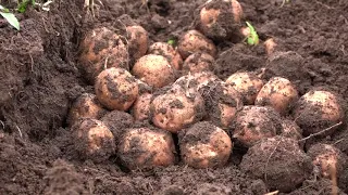 FARMING REVOLUTION IN UASIN GISHU COUNTY.