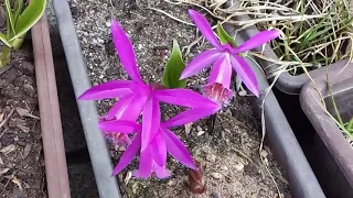 Kvetoucí orchidej Pleione 'Tongariro' dnes: Václav Kovalčík, 7. květen 2021, Zlín