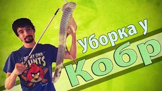 УБОРКА У КОБР: Капская кобра и полосатая кобра.