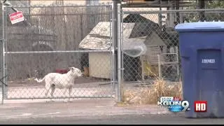 "He's a partner"; ATF agents shoot to save K-9 unit at Tucson home