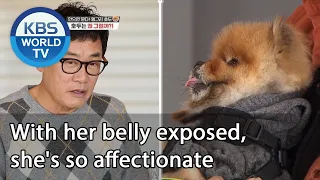 With her belly exposed, she's so affectionate (Dogs are incredible) | KBS WORLD TV 201202