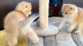 Golden British Shorthair Kittens Playing with Mommy and Scratching Post | Cute and Funny Cat Video