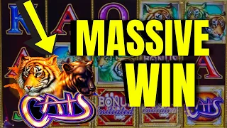 Jackpot! Massive WIN ON CATS slot machine