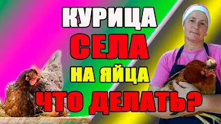 Курица села на яйца. Что делать?