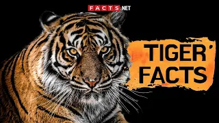 Tiger Facts And Information About These Big Cats