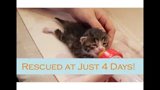 Abandoned kitten turns into our gorgeous cat!