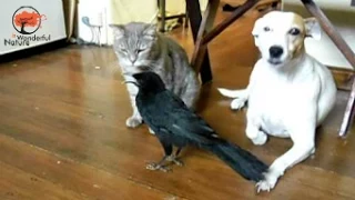 Raven feeds Cat & Dog