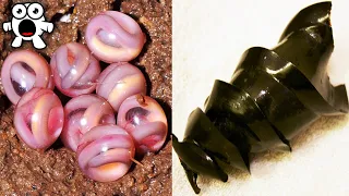 Weird Animal Eggs That Are Extremely Strange