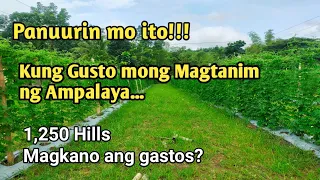 MAGKANO ANG GASTOS SA PAGTANIM NG 1,250 HILLS NA AMPALAYA?