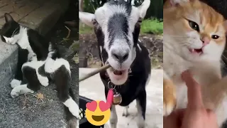 Funniest Cats and Dogs Videos 😺🐶Animals 2023 😂  #185