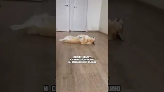 Реакция собаки на свою кличку