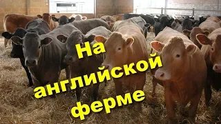 Английская семейная ферма - самостоятельные коровы/молочный автомат/ интервью с хозяйкой фермы