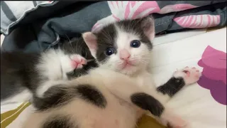 Kitten Sleep With Eachother ♥️ / Cat Videos / Kitten Videos / MyPurrrfectWorld