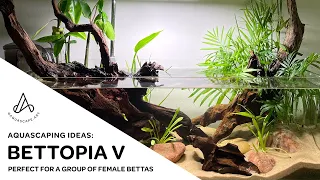 Aquascape Ideas: Shallow tropical pond-style riparium bettafish tank 'Bettopia V'