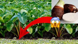 Paano magtanim ng gabe /How to plant Taro