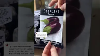 EGGPLANT SEEDLING UPDATE | May 1, 2024 | Connecticut #Garden