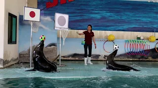 แมวน้ำโชว์ seal show การแสดงแมวน้ำ สวนสัตว์ขอนแก่น Khon kaen Zoo | น้องตันแดง