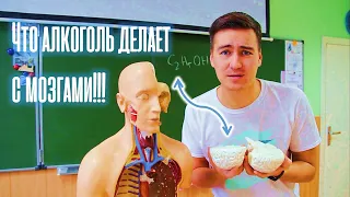 Что алкоголь делает с мозгами!!!