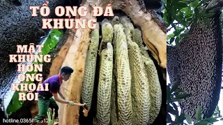 hãi hùng bắt tổ ong đá khổng lồ|scared to catch the giant stone honeycomb