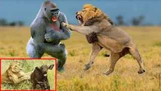 The Best Lions Attack & Kills Animals Hunting Prey - Baby Wildebeest Escape From Lion Hunting