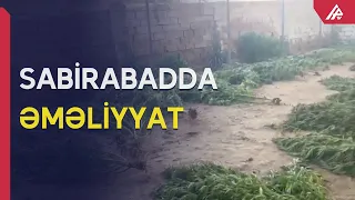 Sabirabadda uyuşdurucu becərən şəxs ifşa olunub – APA TV