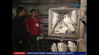 Saksi: 4 arestado sa pagbebenta ng exotic animals na nasa P10-M ang halaga