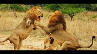 Lion Gangland part 2  Full HD video . Nat Geo Wild . Wild Nature channel
