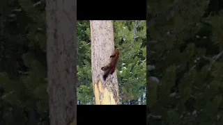 Pine Marten vs Red Squirrel #shorts / #wildlife