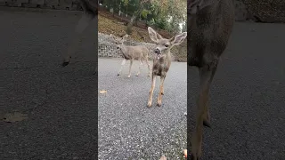 baby deer