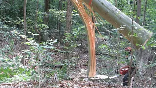 Logging danger - Barber Chair, what it looks like and how to prevent it with plunge cutting