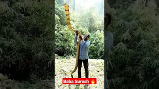 Baba suresh 🔥 king cobra 😱master#shorts #youtubeshorts #kingcobra #snake