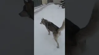 Собака хаски оторвалась от цепи и бегает по снегу - Карагандинец