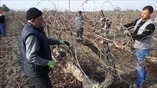 Bağ budaması nasıl yapılır, çekirdeksiz üzüm asmalarını budamanın püf noktaları