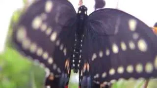 Life Story of the Black Swallowtail Butterfly TRAILER