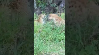 Leopard Fights Hyena for Impala