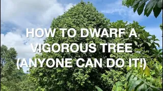 Simple way to dwarf a vigorous tree (keep it from growing too high)