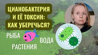 НЕЙРОТОКСИН ЦИАНОБАКТЕРИИ: КАК ДЕЙСТВУЕТ? ГДЕ НАХОДИТСЯ? КАК ЗАЩИТИТЬСЯ?