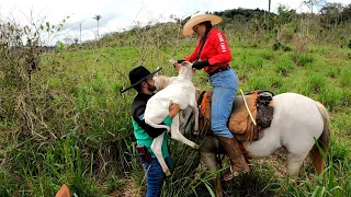 TIVE QUE LEVAR O BEZERRO NA SELA PRA ONÇA NÃO PEGAR ELE. Lida gado do 70