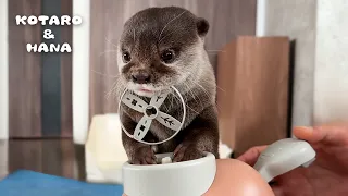 Otters’ Delightful Reactions to Flying Propeller