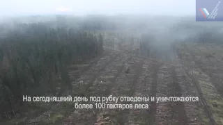 Уничтожение  Защитного леса на Карельском перешейке Создан при поддержке Общероссийского Народного Ф