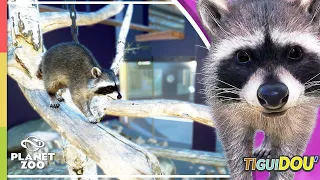 Nocturnal Raccoon Habitat | Urban Encounters! | Tiguidou Zoo Episode 22 | Planet Zoo