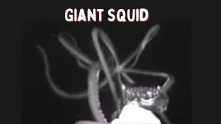 Giant Squid Caught on Camera 2,500 Ft  below the Gulf of Mexico