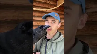 И кто кого учит говорить? 😅 #Воронгоша #raven #animal #врановые #воронтв #ravenclaw