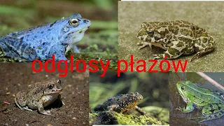 Odglosy polskich żab - rozpoznawanie polskich płazów po głosie (polskie płazy #1)