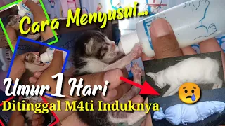 Begini‼️Cara Merawat 4 Bayi Kucing Ditinggal Mati Induknya umur 1 hari || pengalaman pertama